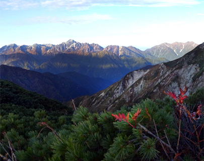 立山連峰と剱岳。稜線のタカネナナカマドは落葉し、枝先に残る赤い葉もわずかとなりました