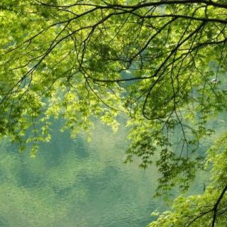 白丸湖の新緑