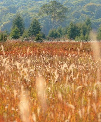 紅葉の始まりは「草紅葉」から。一足先に秋を楽しめる湿原の紅葉に行