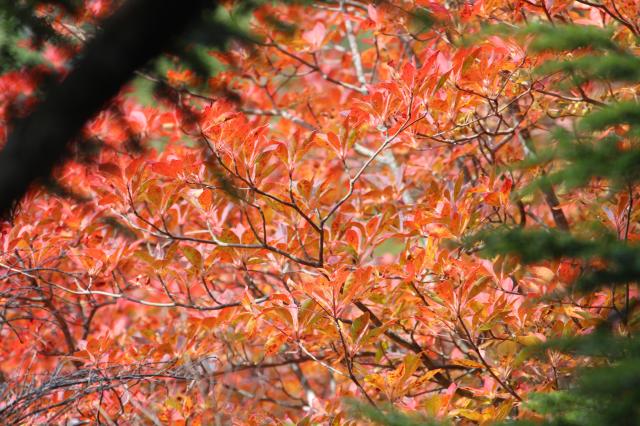 木の間から覗く見事なドウダンツツジ 八千穂高原自然園から登る紅葉が見頃の白駒池 高見石 Yamakei Online 山と溪谷社