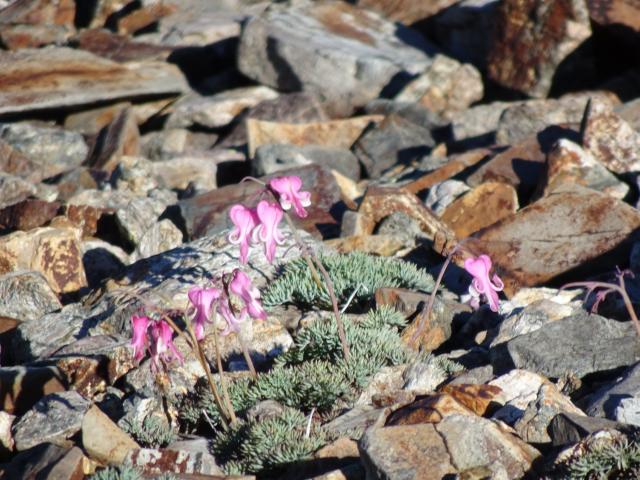 花好き登山者に聞く！好きな山の花1位は？ 憧れの花の山は？ 花を楽しむヒントも紹介 - 山と溪谷オンライン