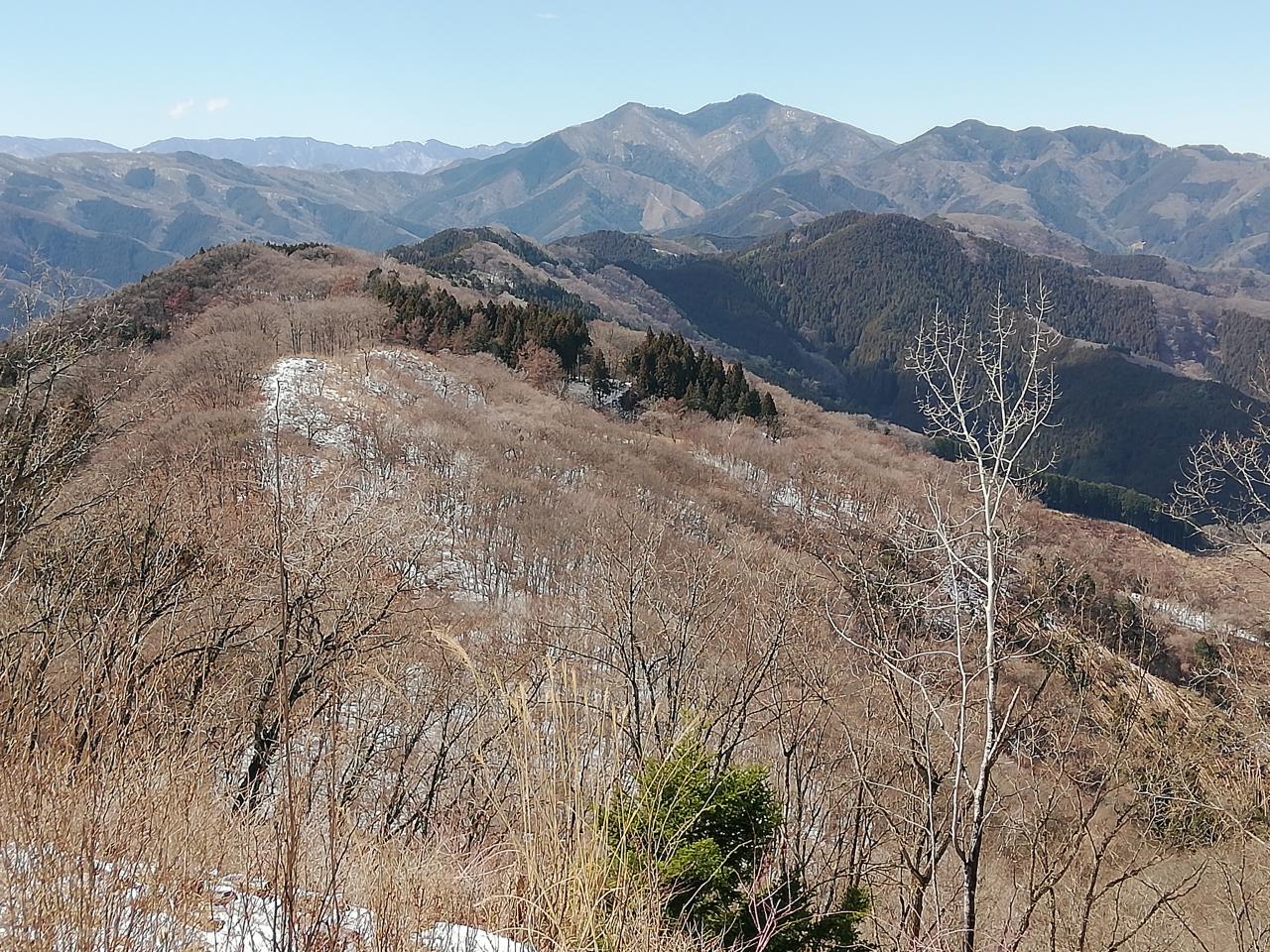 浅間尾根のマイナー尾根と福寿草 - 浅間尾根、入沢山北尾根、入沢山、小峰公園 - 2024.03.02（土） - 山と溪谷オンライン