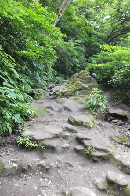 苔の生えた石もあって 滑るので スニーカーなどでないと歩きにくい 紫陽花を巡る 鎌倉 Yamakei Online 山と溪谷社