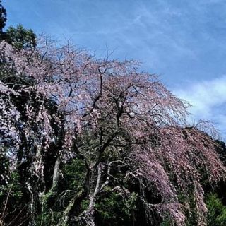 宮脇駅近くの枝垂れ桜