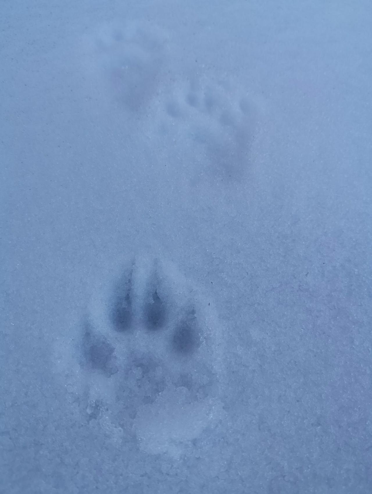 雪上に残るケモノの足跡