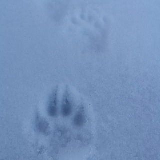 雪上に残るケモノの足跡