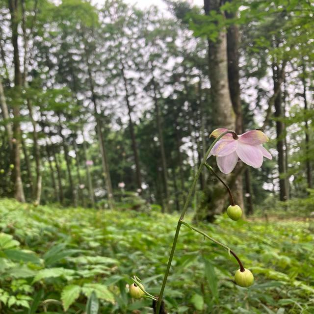 御岳ビジターセンター 