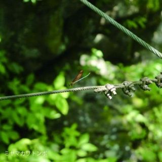 葉の上でなわばりをかまえるミヤマカワトンボ