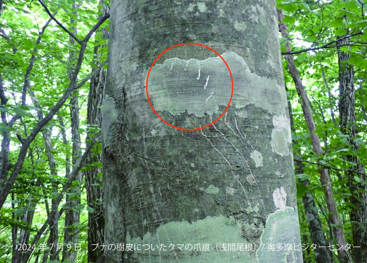 浅間尾根にて7/9撮影。ブナの樹皮についたクマの爪痕