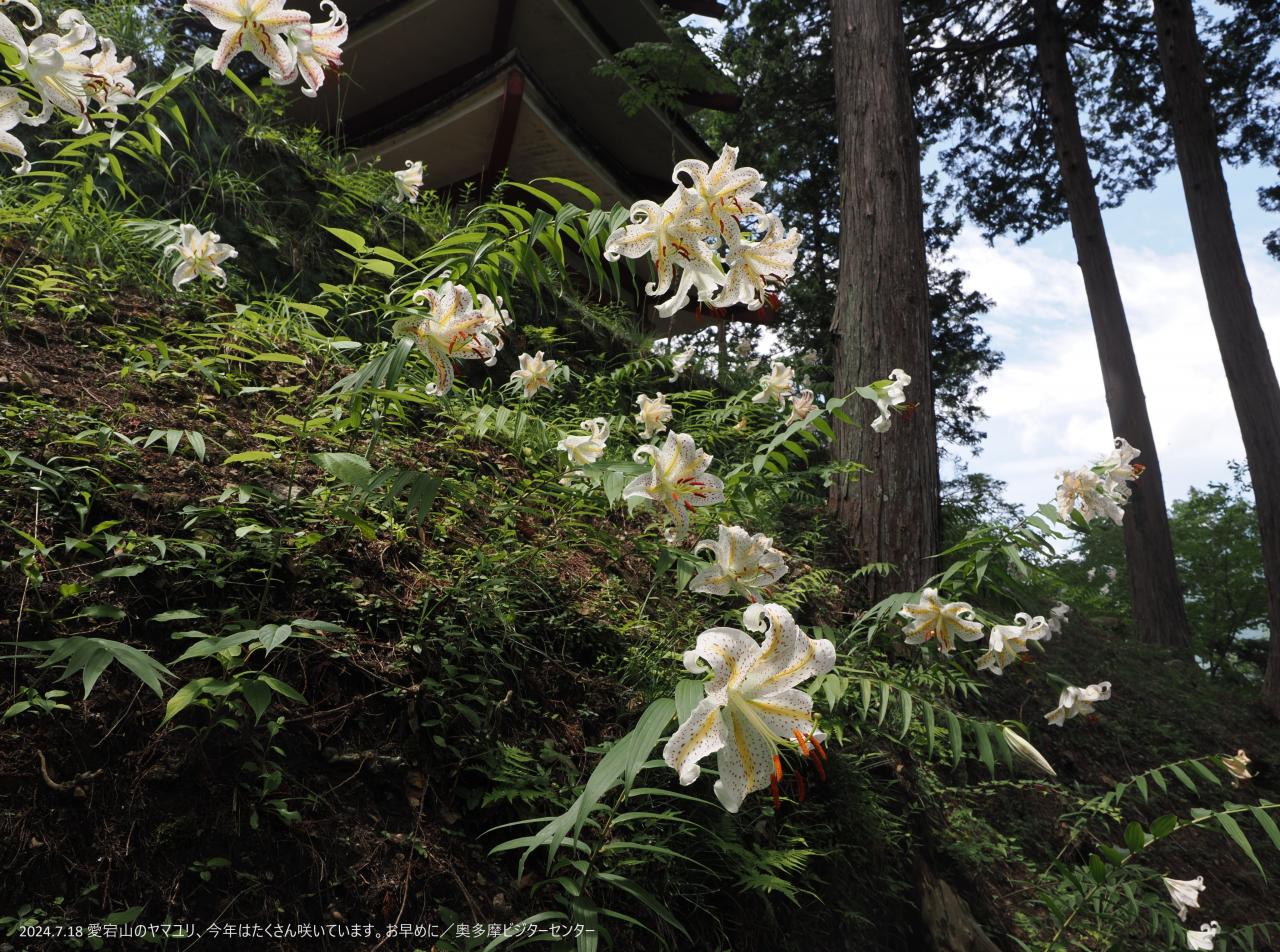 愛宕山のヤマユリ　今年はたくさん咲いています。お早めに