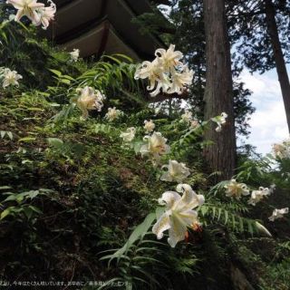 愛宕山のヤマユリ　今年はたくさん咲いています。お早めに