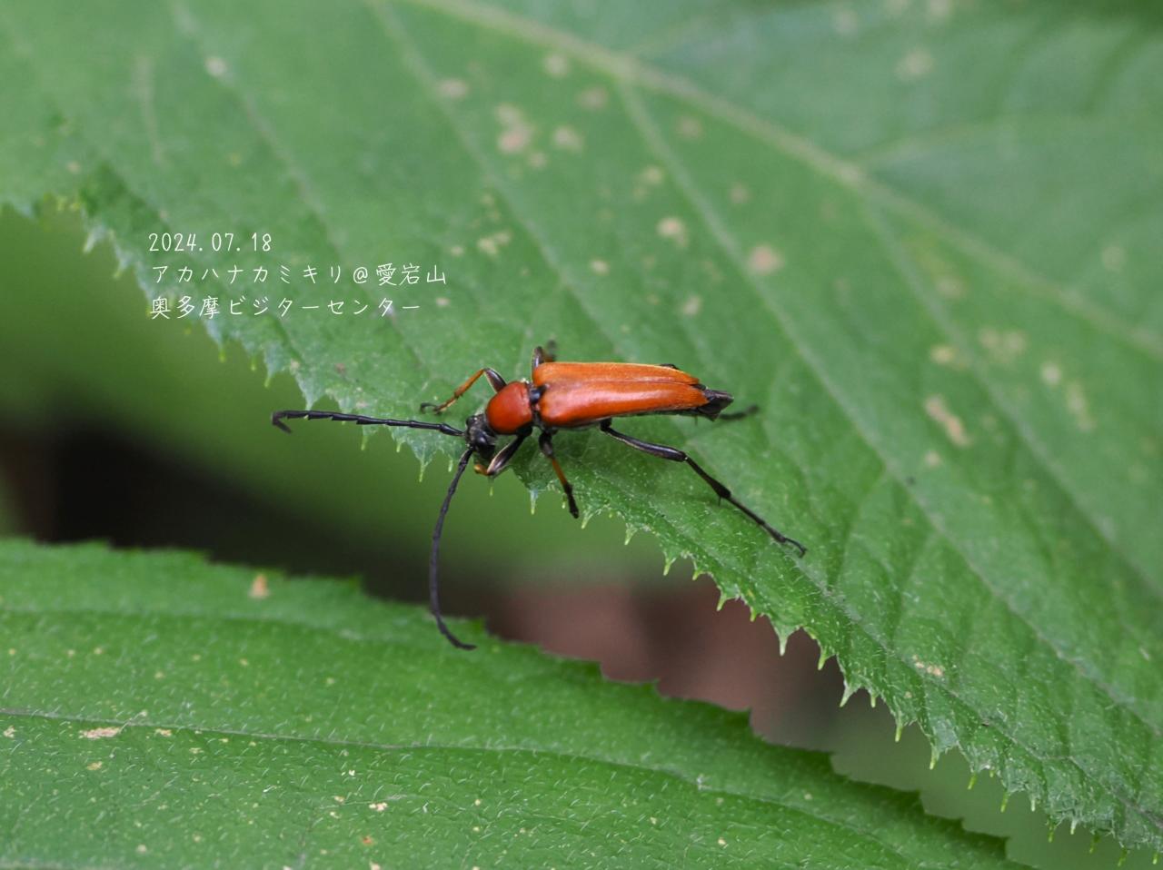 アカハナカミキリ　愛宕山