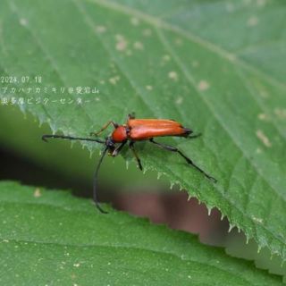 アカハナカミキリ　愛宕山