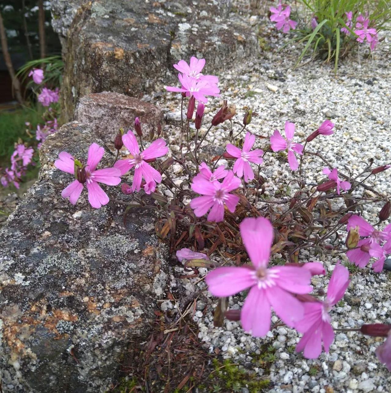 タカネビランジでしょうか