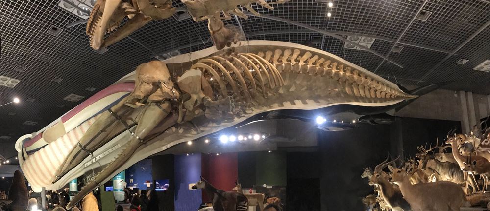 クジラ１頭の骨格標本を作るには○○○○○円！！ 国立科学博物館の知
