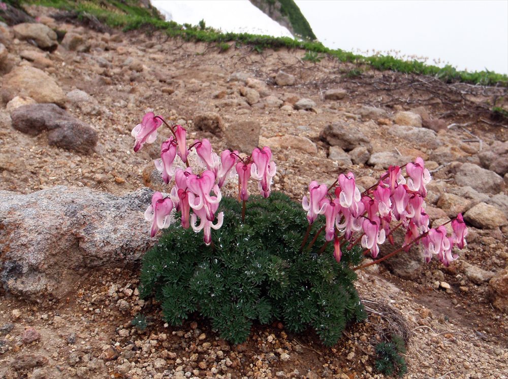 美しき自然の宝石たち 高山植物の世界 - 山と溪谷オンライン