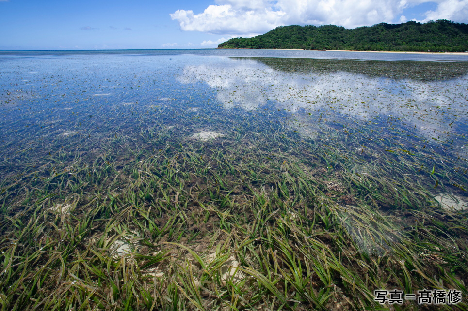 世界自然遺産の島・西表島で起きていること。絶滅危惧種の