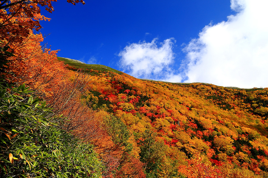 柏原新道の紅葉