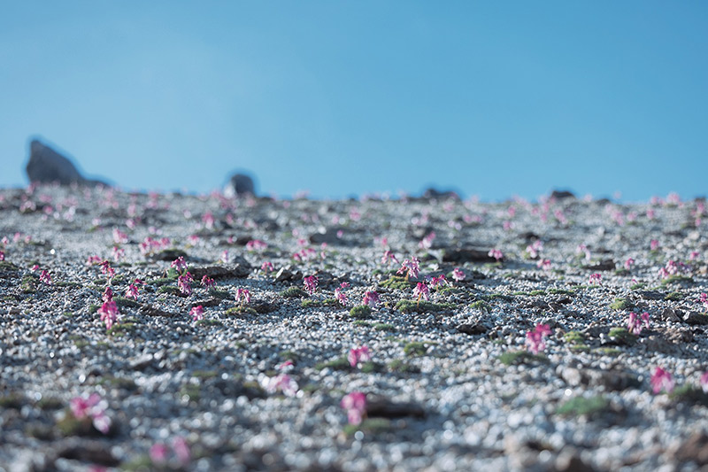 砂礫の斜面に咲くコマクサ。花期は7月中旬〜8月上旬