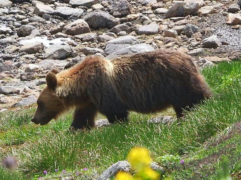 全国的にクマの個体数が増えている。人を襲うクマも出没するなかで ...