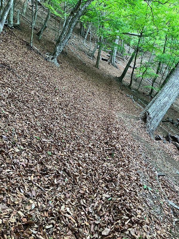 登山道を覆い隠すほどの落ち葉の層