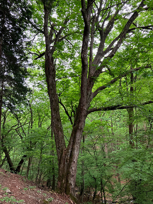 大木が残る丹波山村の森