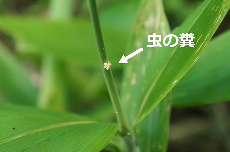 上高地のシナノザサ