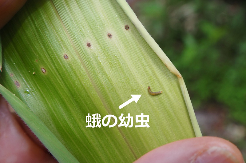 上高地のシナノザサ