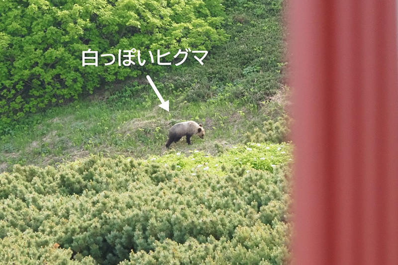 白雲岳避難小屋南方の草地に現われた白っぽいヒグマ