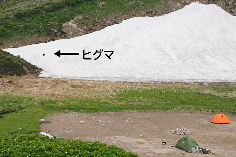 白雲岳避難小屋のテント場近くの雪渓に移動した白っぽいヒグマ