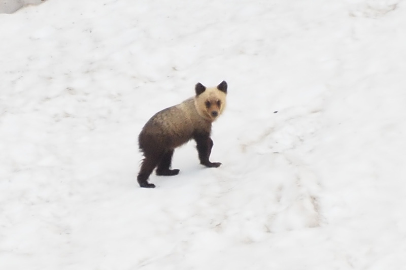 テント場近くの雪渓上の白っぽいヒグマの拡大写真