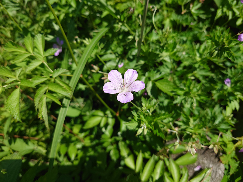 長野県・霧ヶ峰（車山）