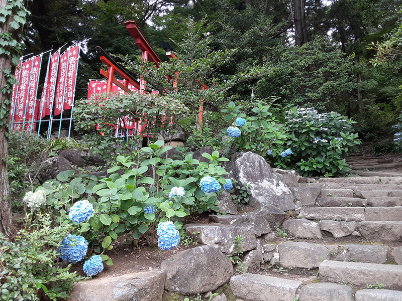 筑波山・筑波山神社境内裏手に咲くアジサイ