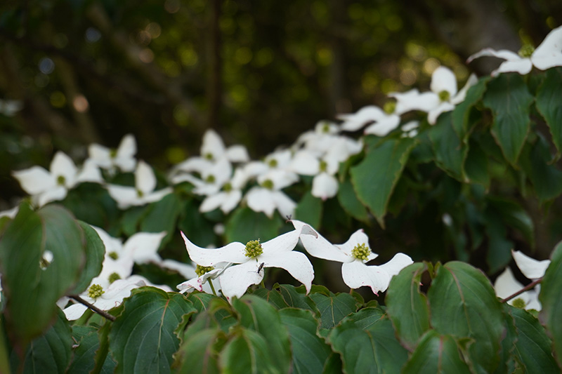 ヤマボウシやウツギの花を多く見かけた