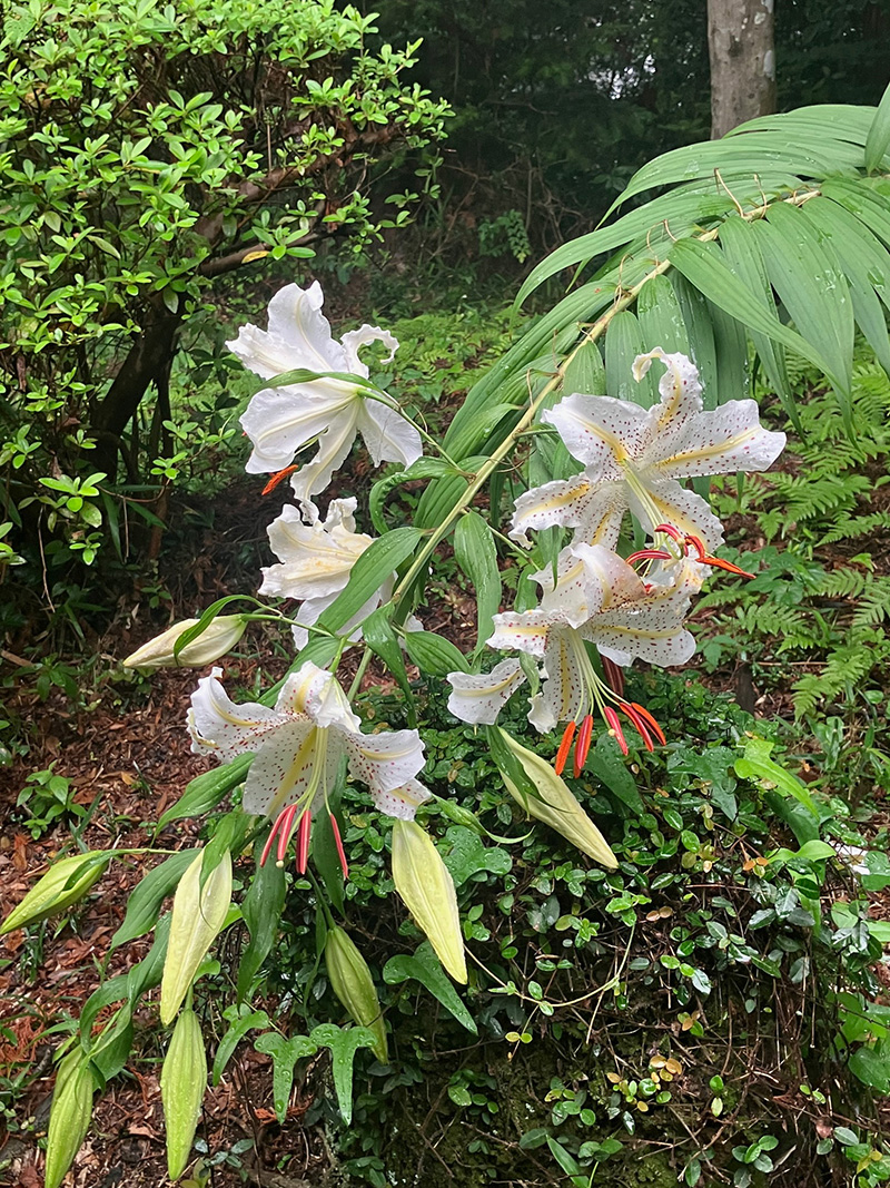 奥多摩・金毘羅山　大輪のヤマユリ