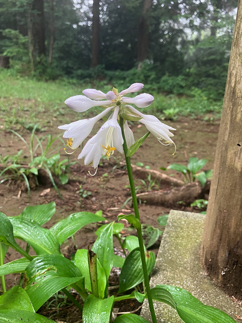 ギボウシの仲間でしょうか