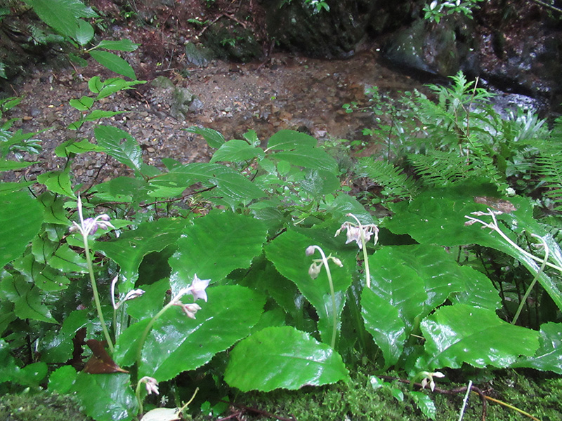 高尾山　イワタバコ