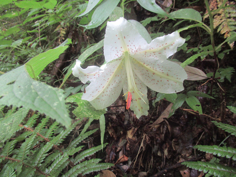 高尾山　ヤマユリの花