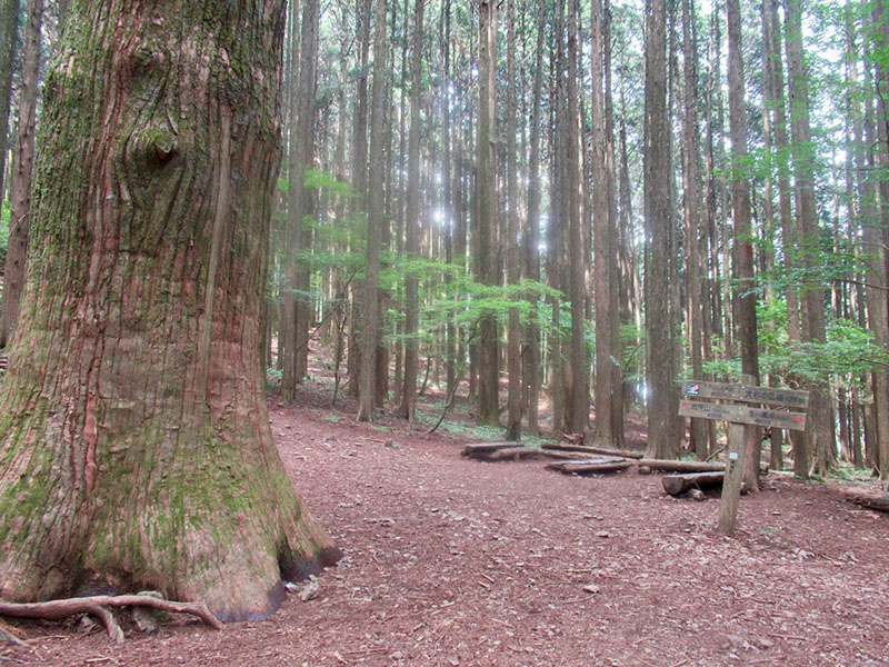 大杉の広場