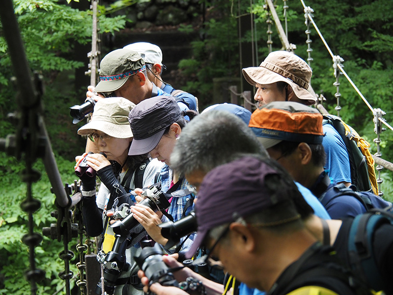 登計橋の上からみんなでミヤマカワトンボの観察と撮影を楽しむ