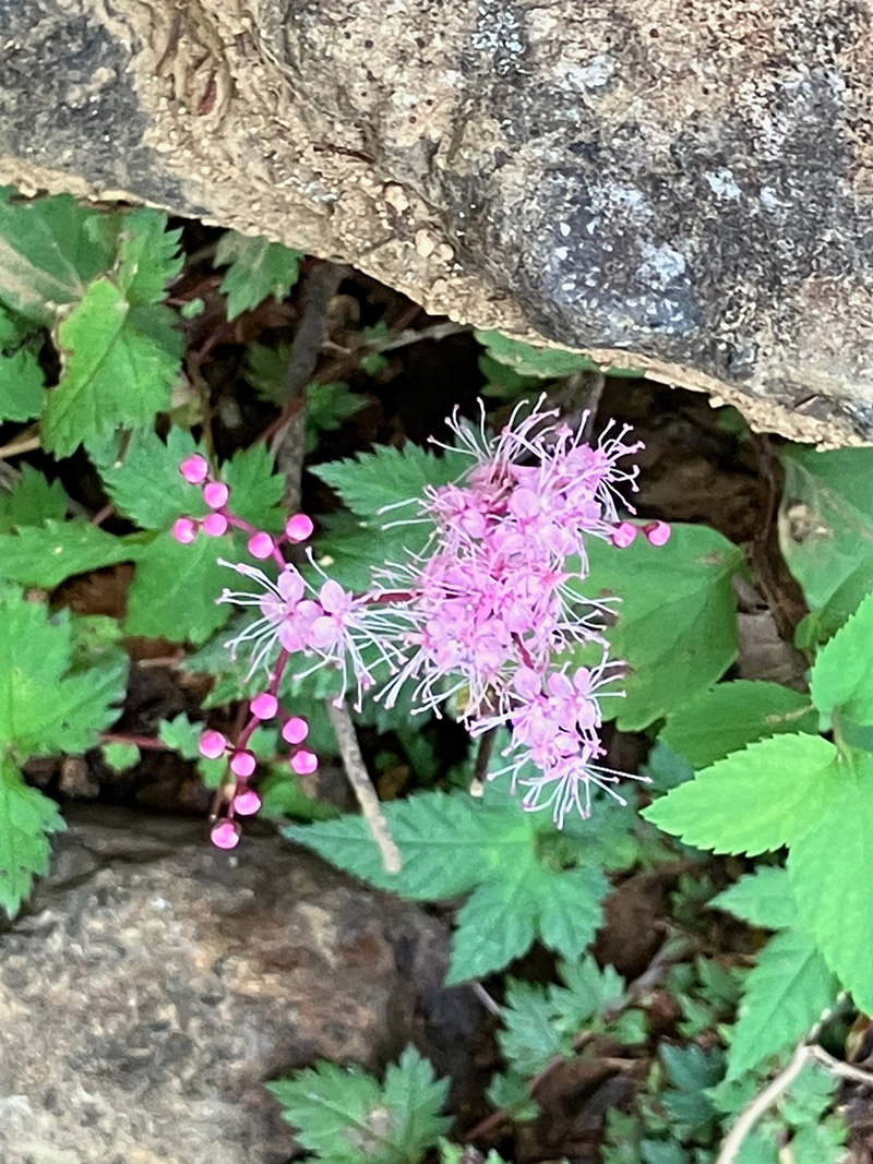 三ツ峠山　山頂の周辺ではシモツケソウが可憐な花を咲かせていました