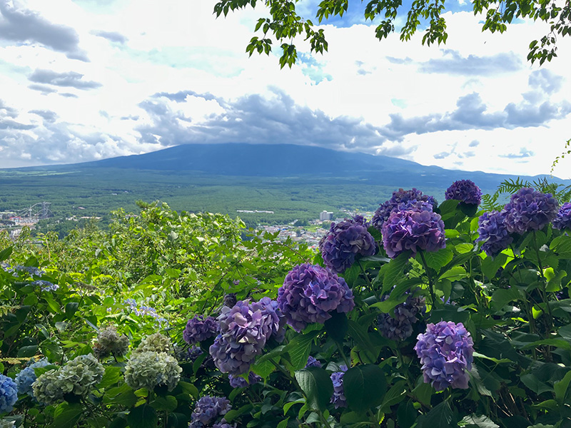 天上山　富士山とアジサイ