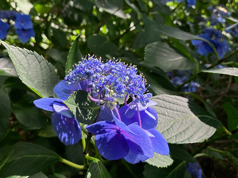 天上山　鮮やかに色づくアジサイの花たち