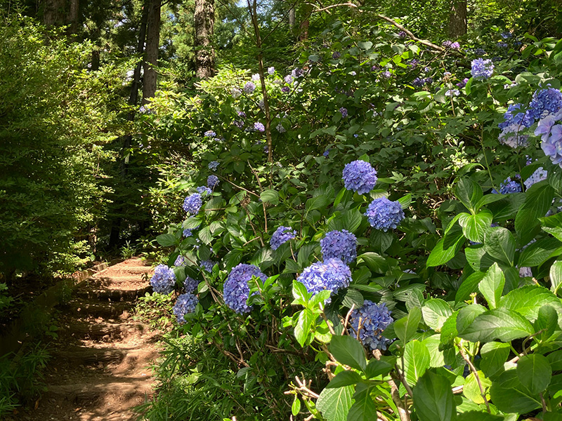 天上山　あじさいハイキングコースを下りていきます