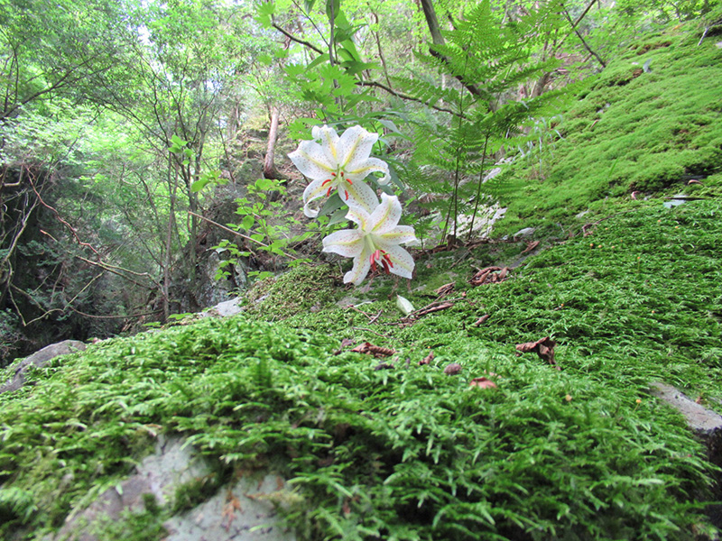 棒ノ嶺（棒ノ折山）　ヤマユリ