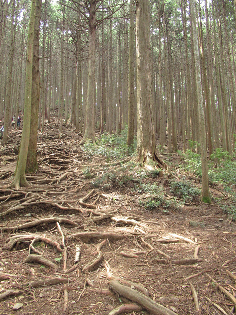 棒ノ嶺（棒ノ折山）　木の根に注意しながら急坂を下る