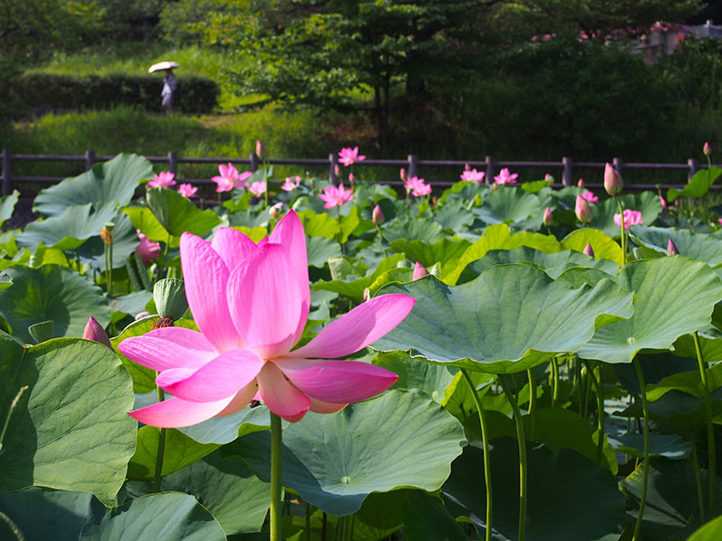 水辺に咲く夏の花に元気を分けてもらう