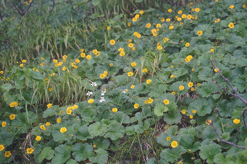 仙涯嶺から下ったところのお花畑