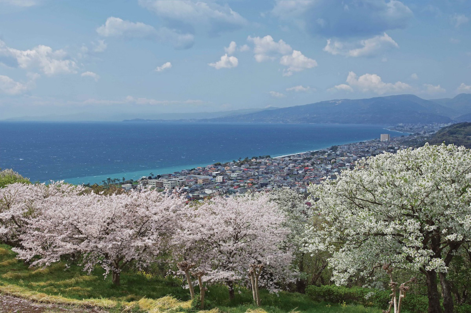 ルポ・春爛漫の吾妻山へ【山と溪谷2024年4月号特集より】 - 山と溪谷オンライン