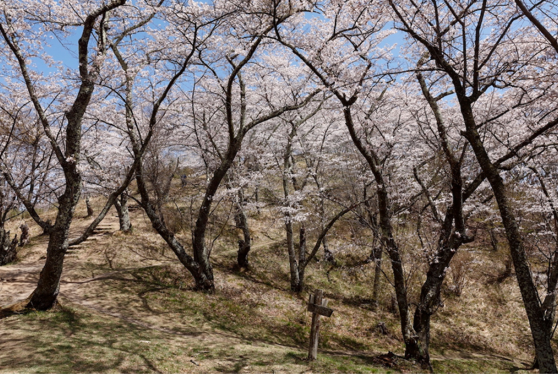 さくらコースでは、ソメイヨシノのほかジンダイアケボノ、カスミザクラなども見られる。桜の季節は自生する桃の花も同時に咲き華やかだ